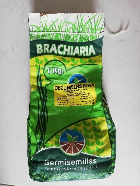 Semilla Pasto Brachiaria Decumbens