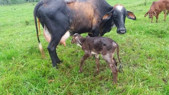 Vacas Lecheras