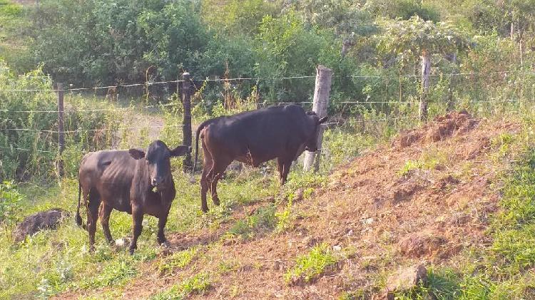 Vacas Paturras, Patianas