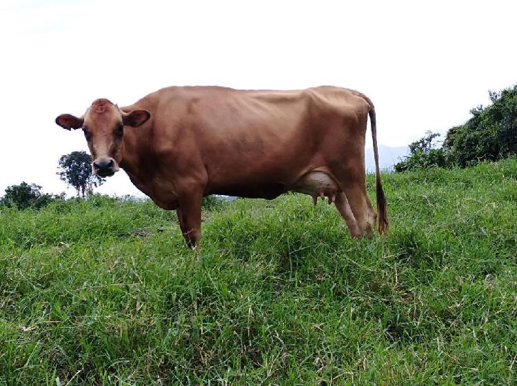 Vacas de Leche