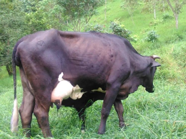 Vacas lecheras de primer parto en Pradera Valle