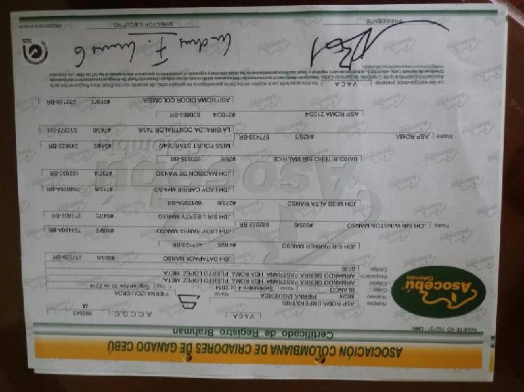Vendo Vacas Brahaman Puras con Registro