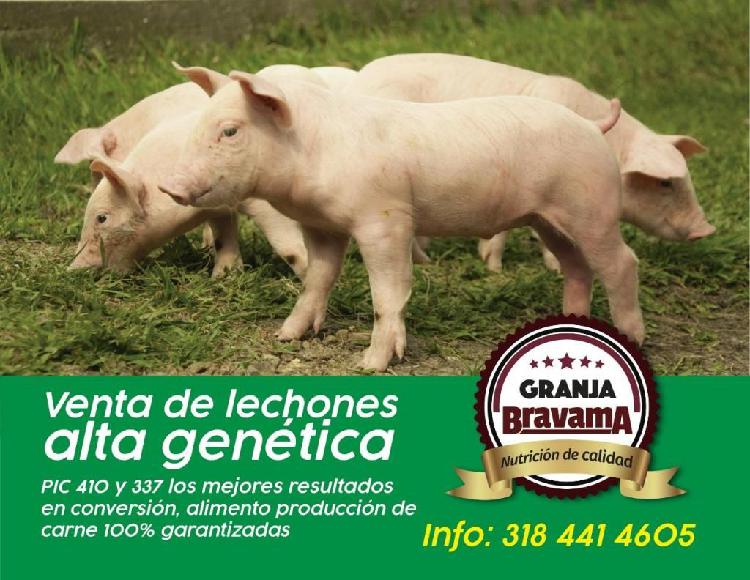 Venta de lechones