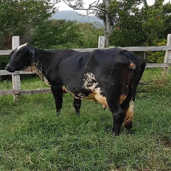 vacas lecheras en venta