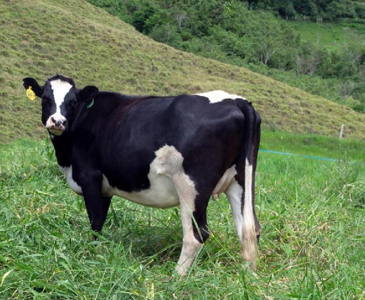 venta vacas y novillas de leche