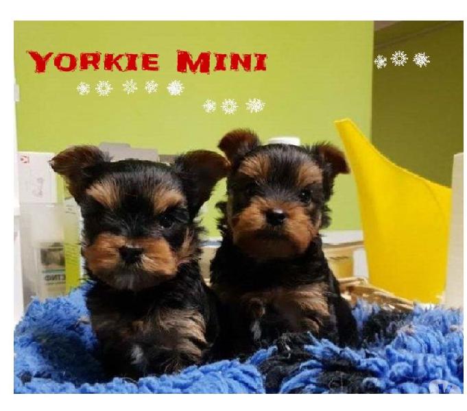 Garantizamos Perritos Yorkie Miniatura Hermosos