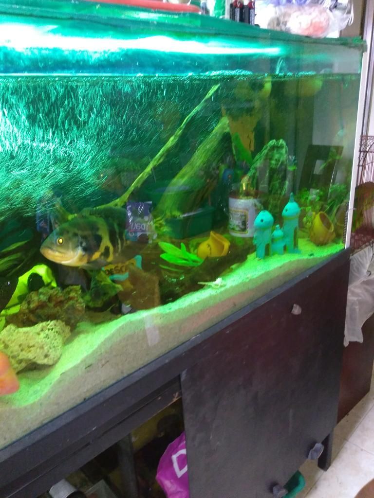 Acuario 150x60x60