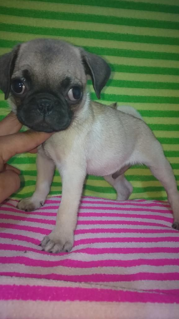 Admirado Pug Macho Belleza