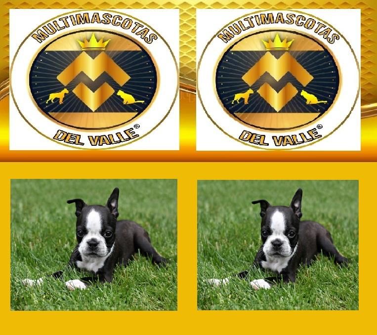 BOSTON TERRIER CACHORROS VENDE TIENDA DE MASCOTAS EN CALI