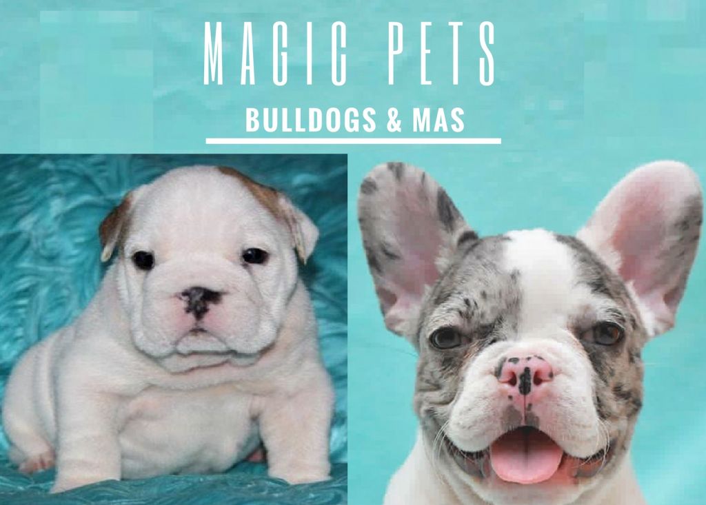 BULLDOG INGLES Y FRANCES / CACHORROS