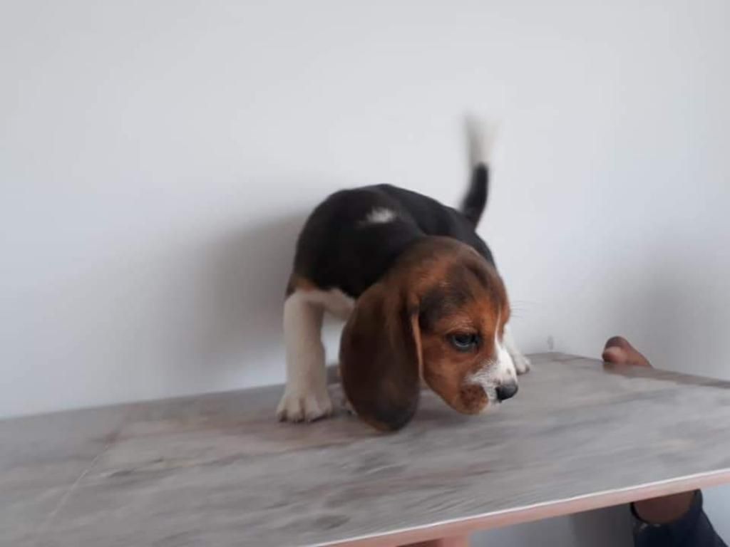 Beagle Tricolor P