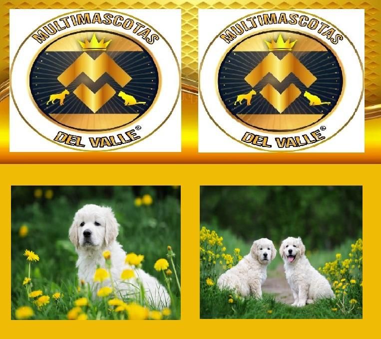 CACHJORROS GOLDEN VENDE TIENDA DE MASCOTAS EN CALI CON