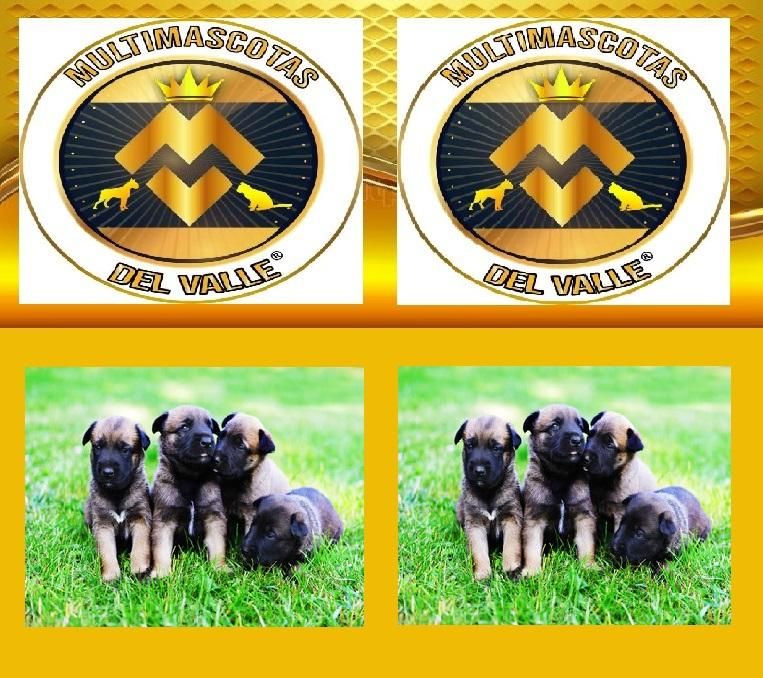 CACHORROS PASTOR BELGA MALINOIS EN VENTA 19