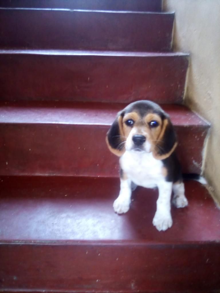 Cachorros Beagles Tricolor Patas Cortas