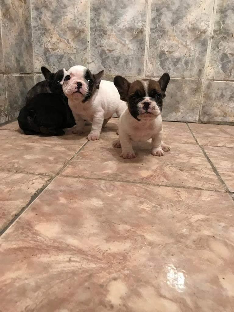 Cachorros Bulldog Frances