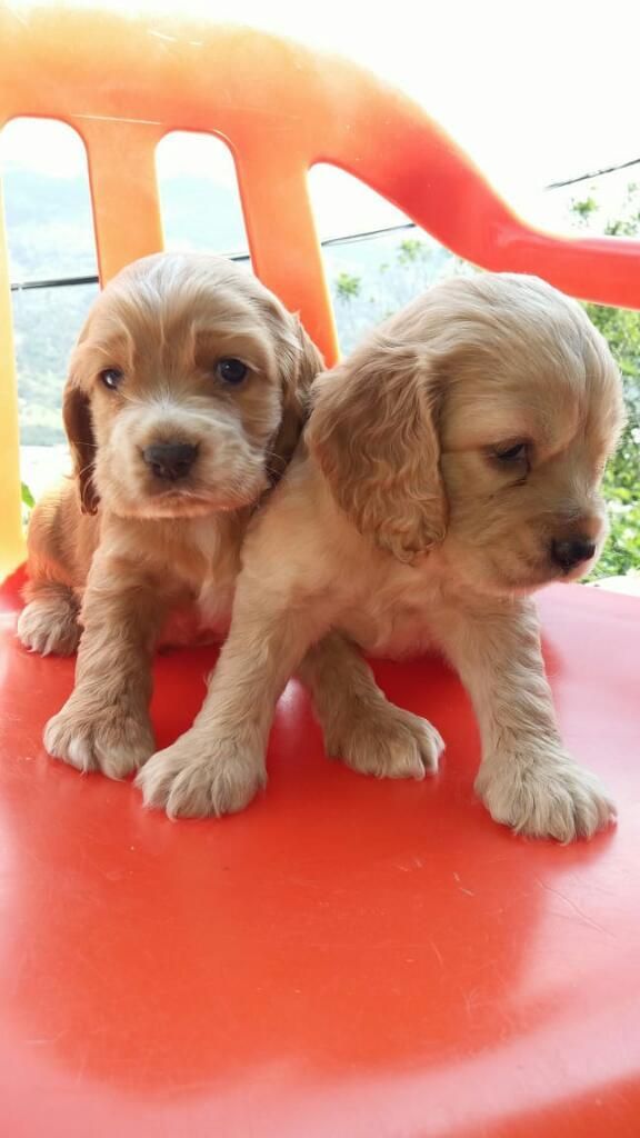 Cachorros Cocker Spaniel en Medellín