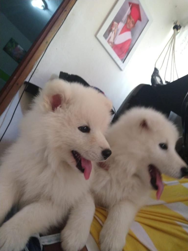 Cachorros Samoyedo