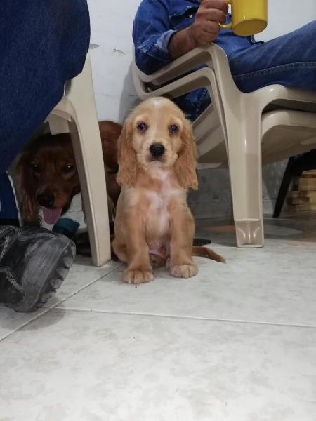 Cachorros cocker spaniel