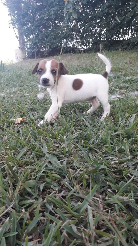 Cariñosos Coquetos Jack Russell