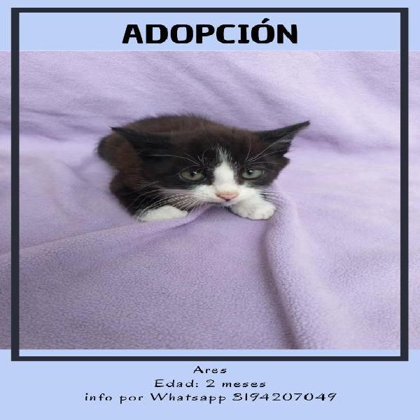 Gaticos Bebés en Adopción Responsable