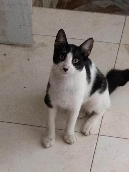 Gatito de 7 Meses Se Da en Adopción.