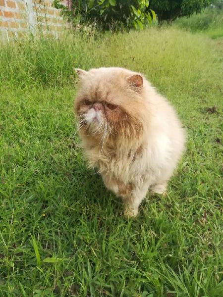 Gato Persa Extremo para Monta Salto