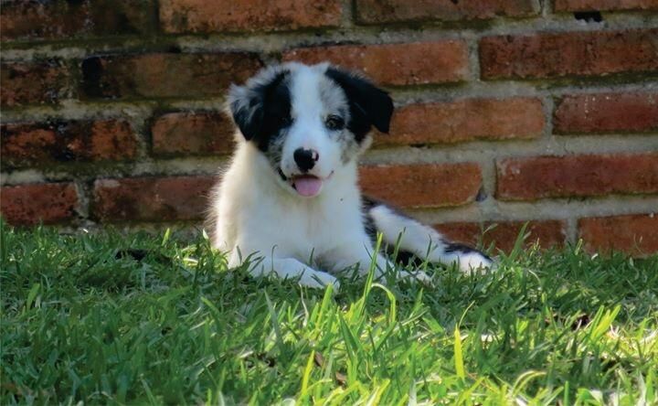 Hembras Border Collie