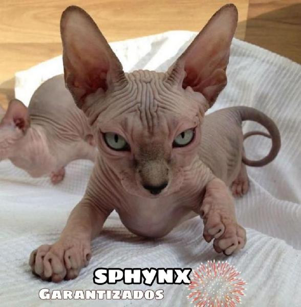 Hermosos y Disponibles Gatos Sphynx Garantizados