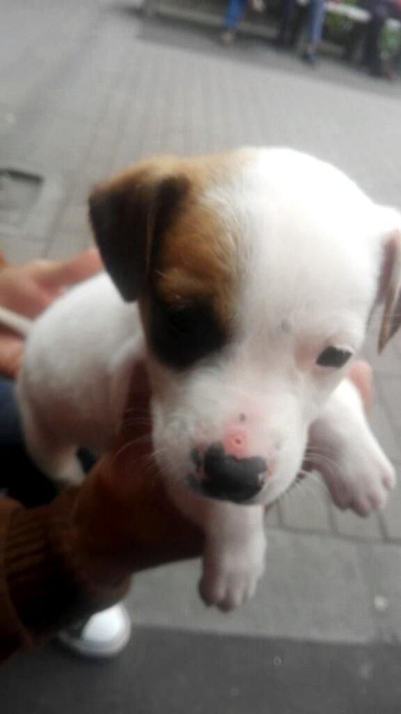 Jack Russell Kkk