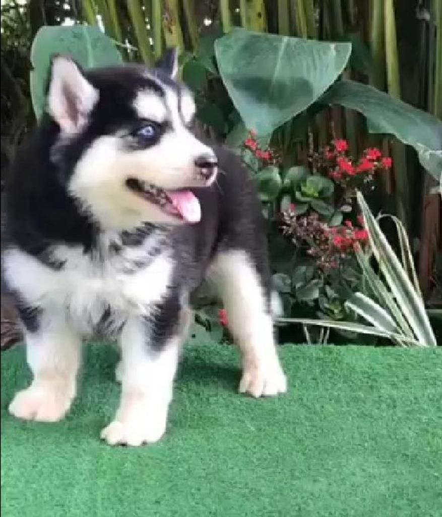 Lobos Husky Negros