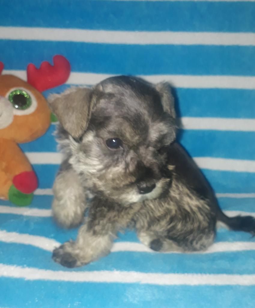 Nobles Y Lindos Schnauzer Mini