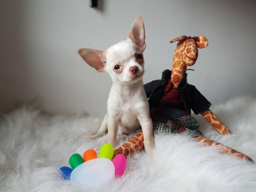 OFERTA!! Excelentes Chihuahua Importados de México (Con