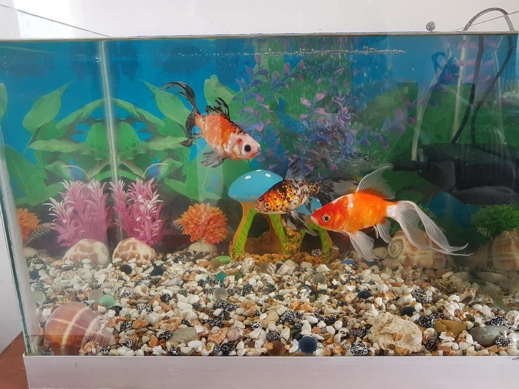 Pecera con 3 Goldfish Adultos Filtro