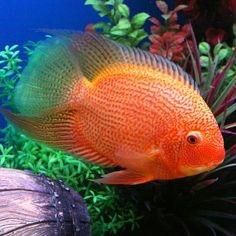 Peces Falso Discus Red Point