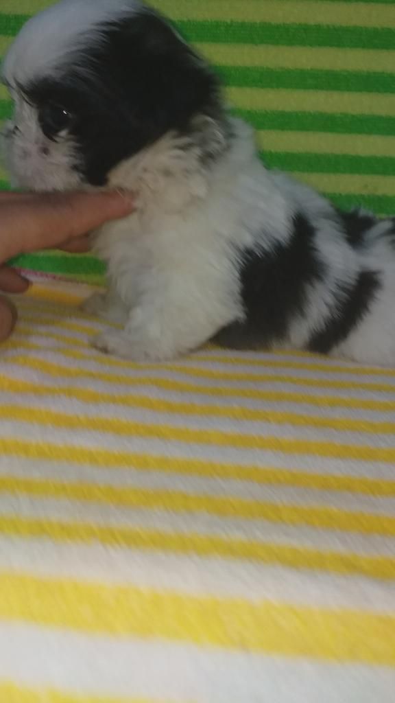 Pequeños Cachoros Schitzu Jj