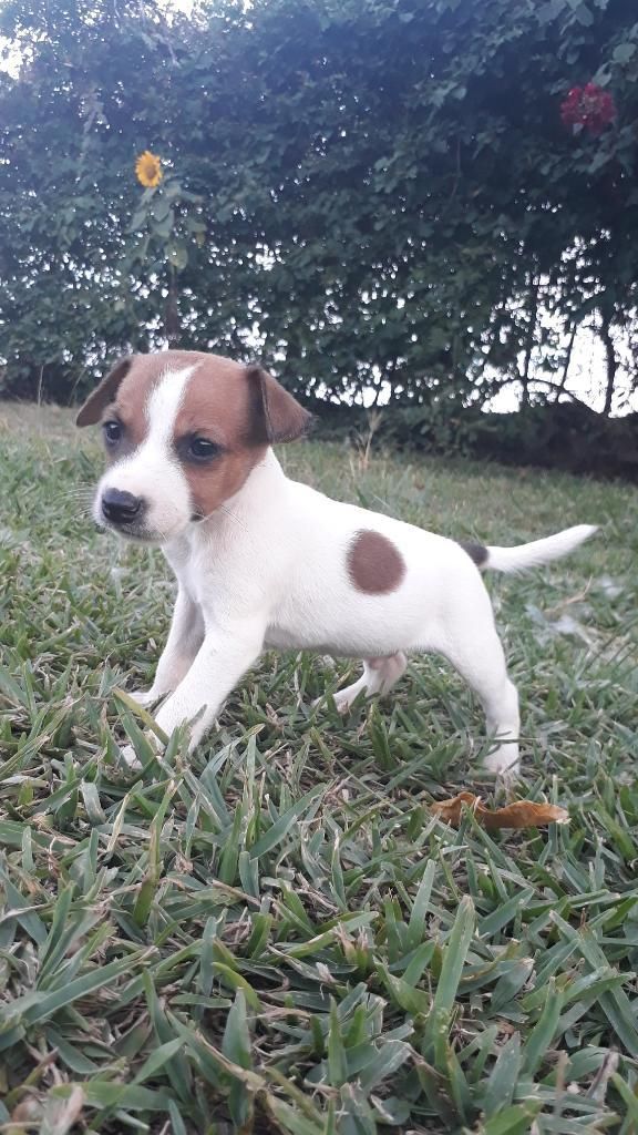 Perfecto Disponible Jack Russell
