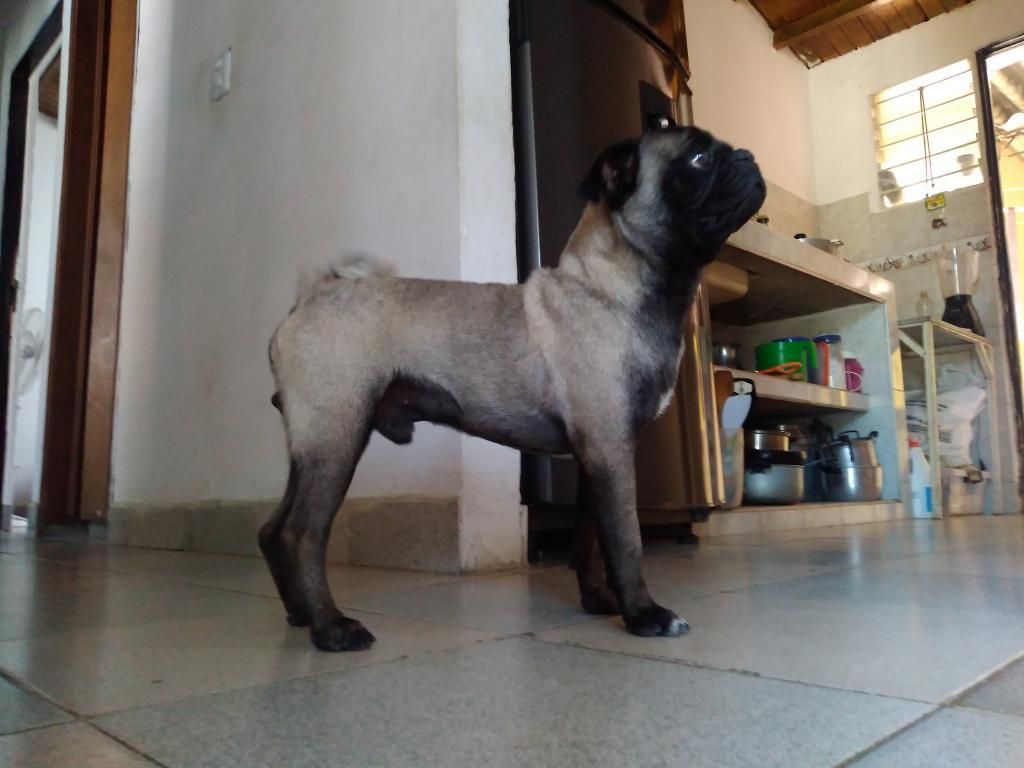 Perro Pug