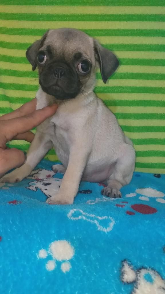 Pug Esta Bien Cuidadito Muy Bello