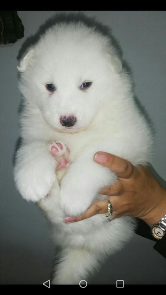 Samoyedo Kkk