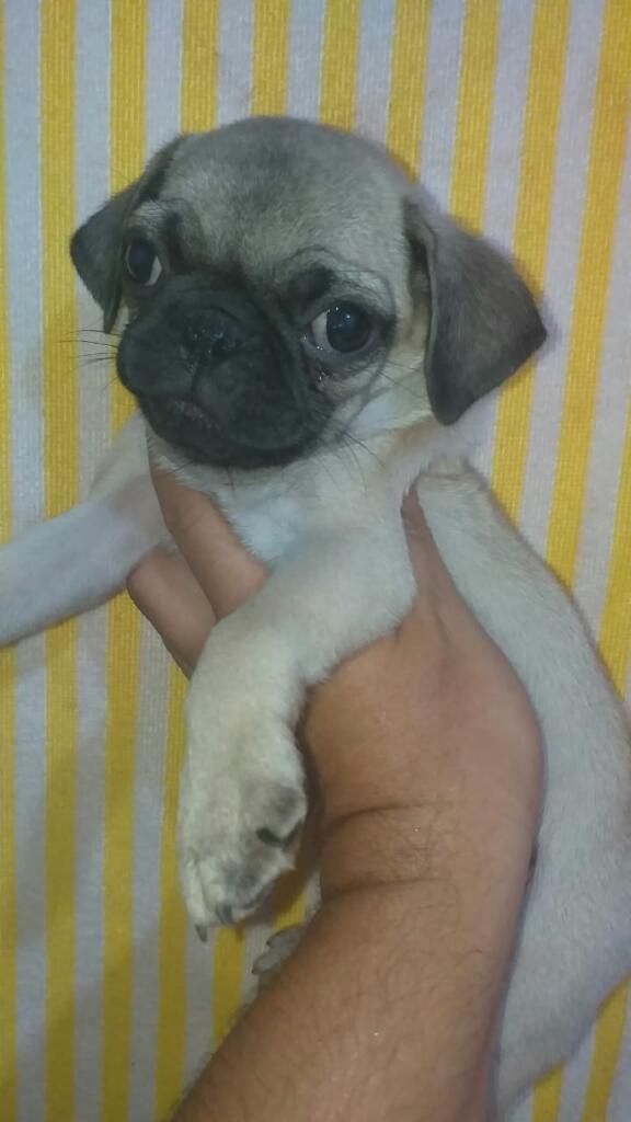 Super Llegaron Pug Carlino