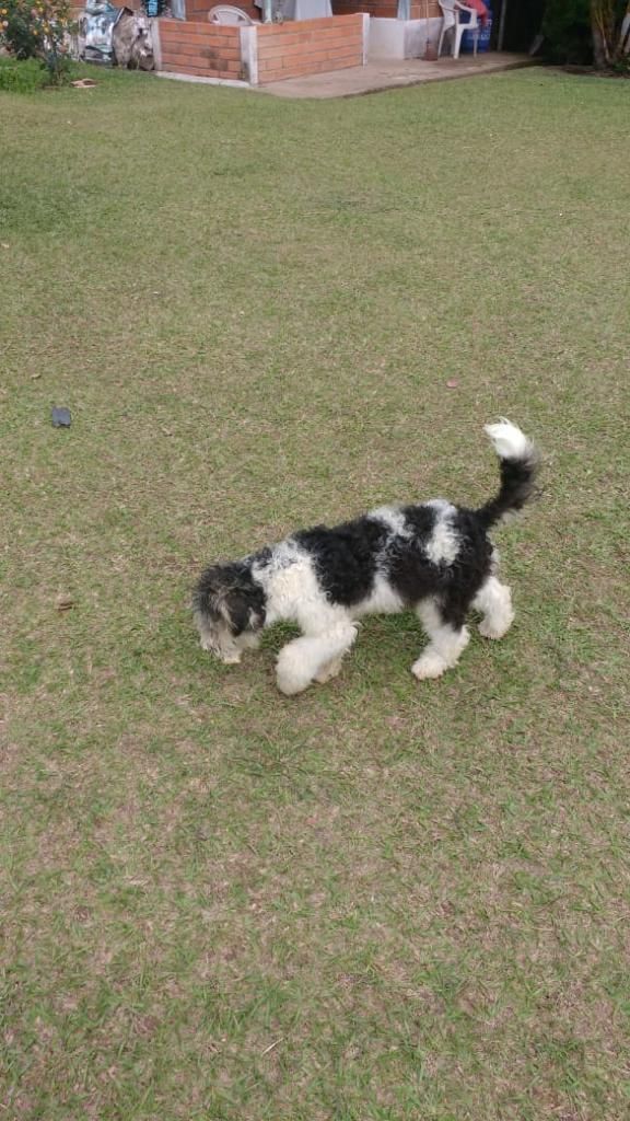 Superoferta. Fox Terrier Pelo Alambre