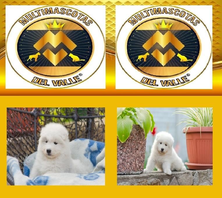 TIENDA DE MASCOTAS EN CALI OFRECE SAMOYEDOS CACHORROS CON