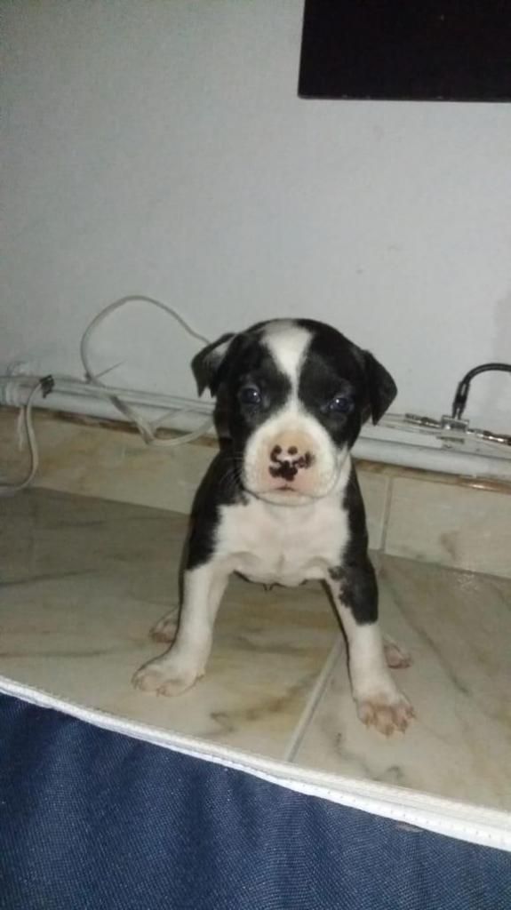 Vendo Cachorrito Pitbull con todo cama