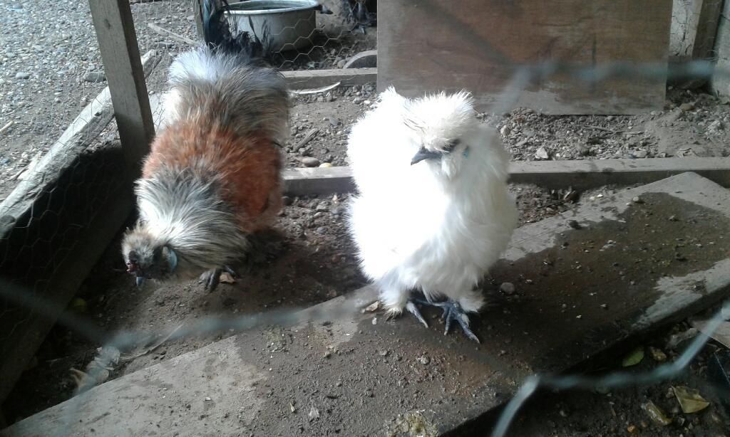 Vendo Gallinas Y Gallo Selkies Del Japon