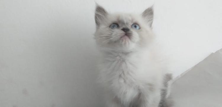 Vendo Hermosos Gaticos Ragdollpuros