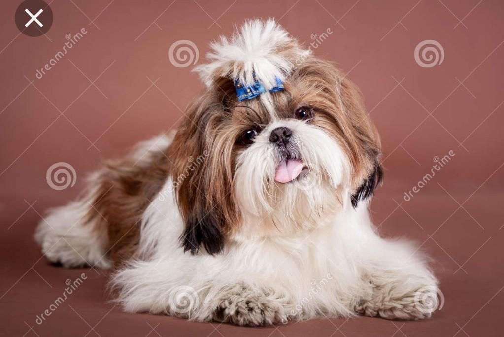 Vendo cachorros shitzu