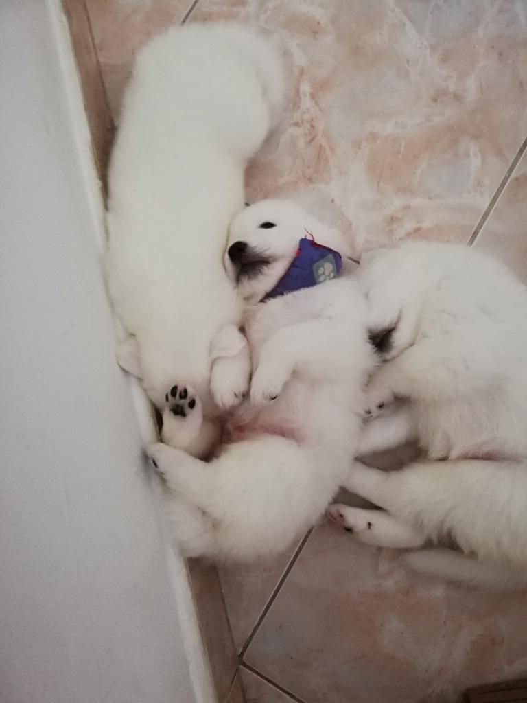 Venta Cachorros Samoyedo