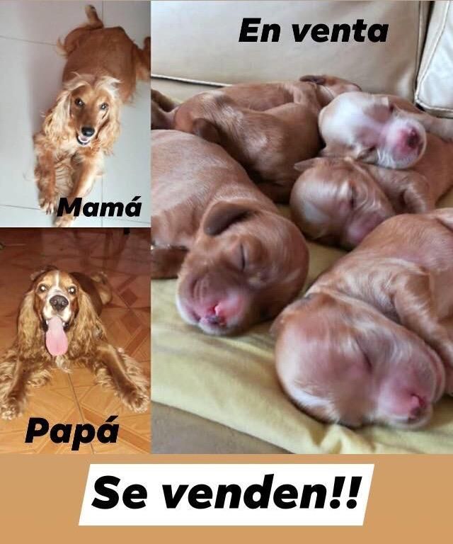 Venta de Cocker Spaniels