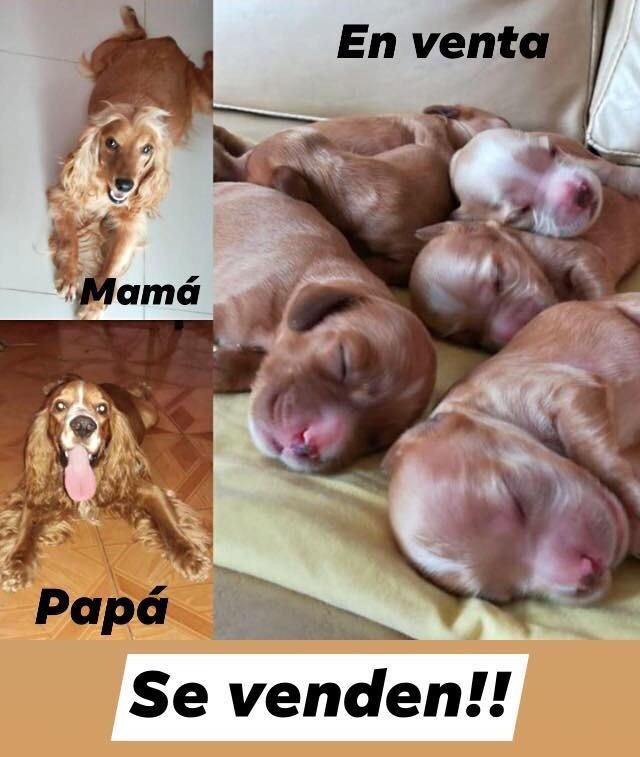 Venta de Cocker Spaniels