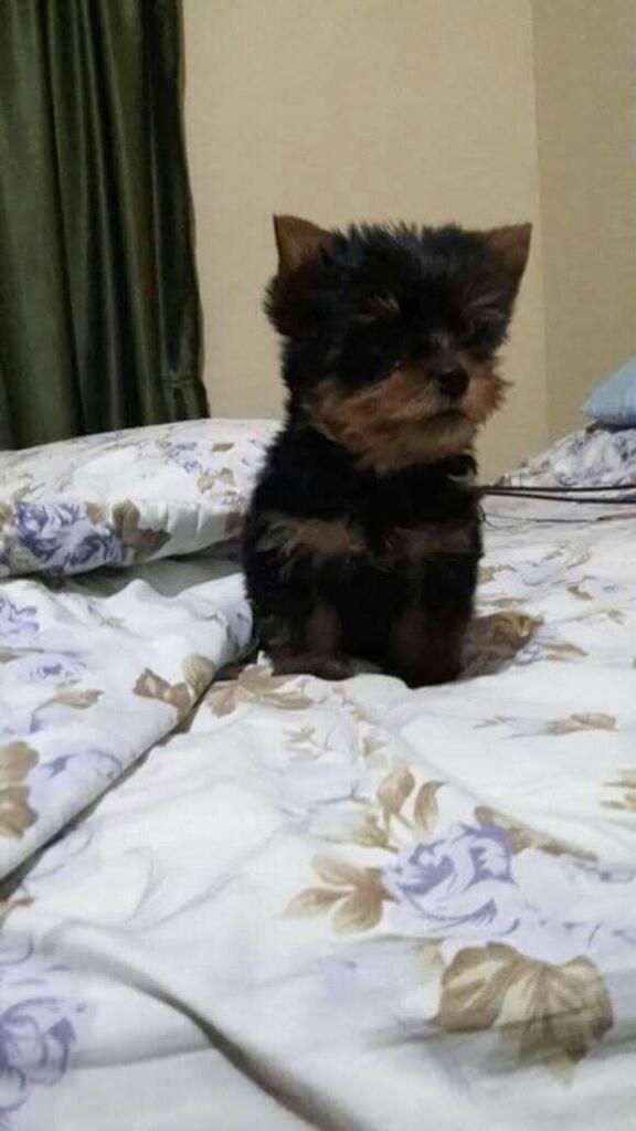 Venta de Yorkie Yorky Yorkshire